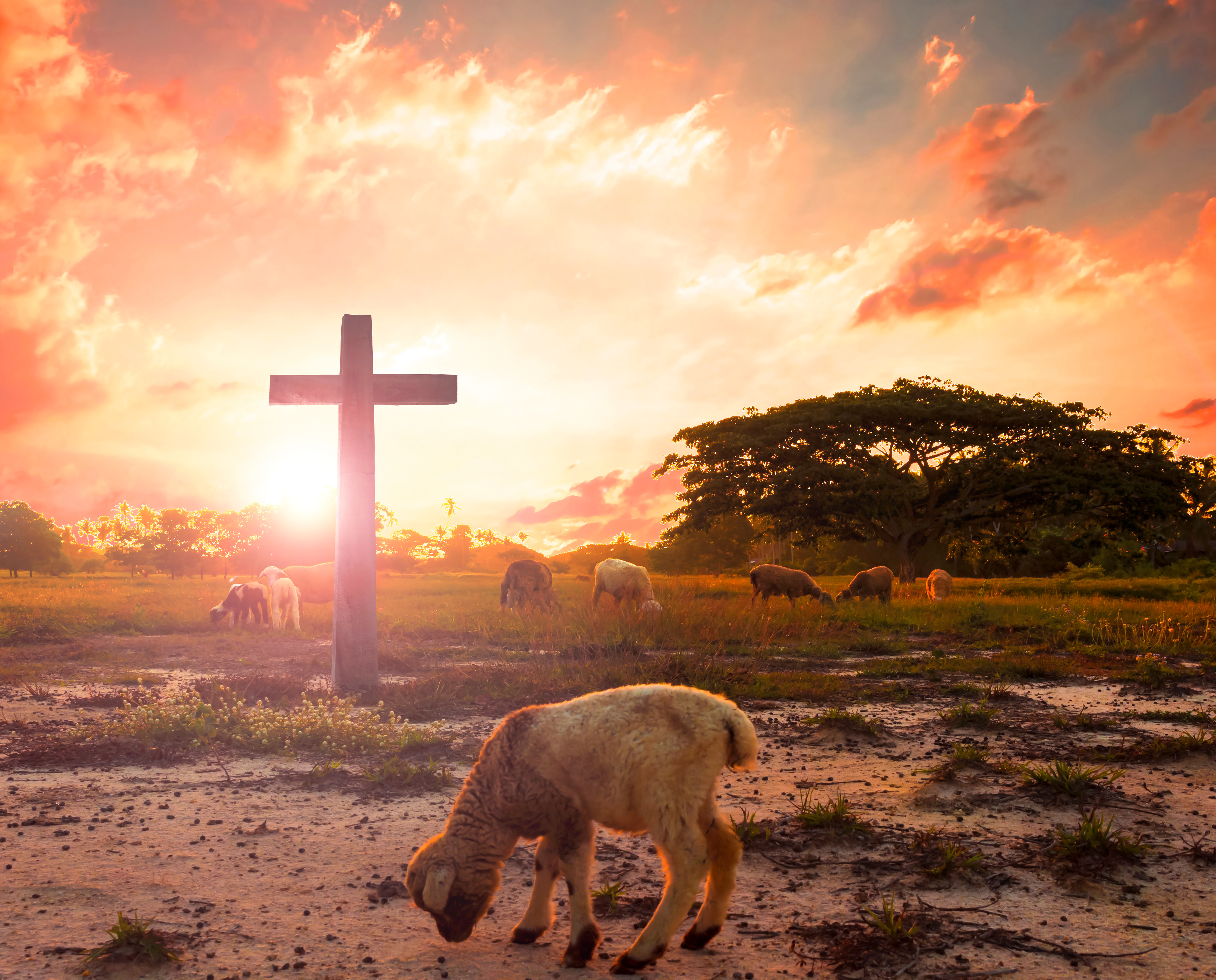 Desert Hills Bible Church | The Unjust, Willing, Sacrificial, Obedient Death on the Cross